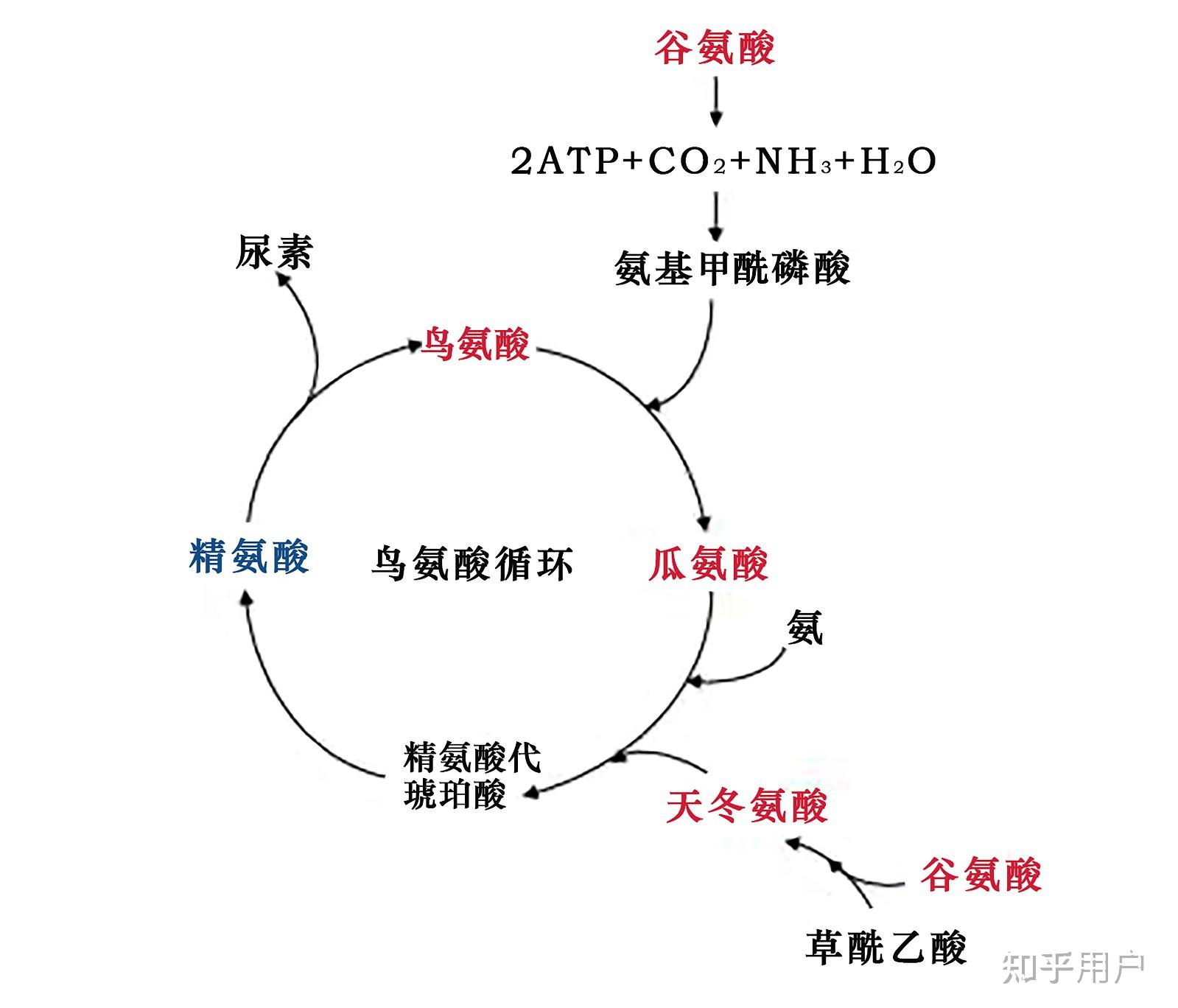 肝性腦病發病機制的學說有哪些