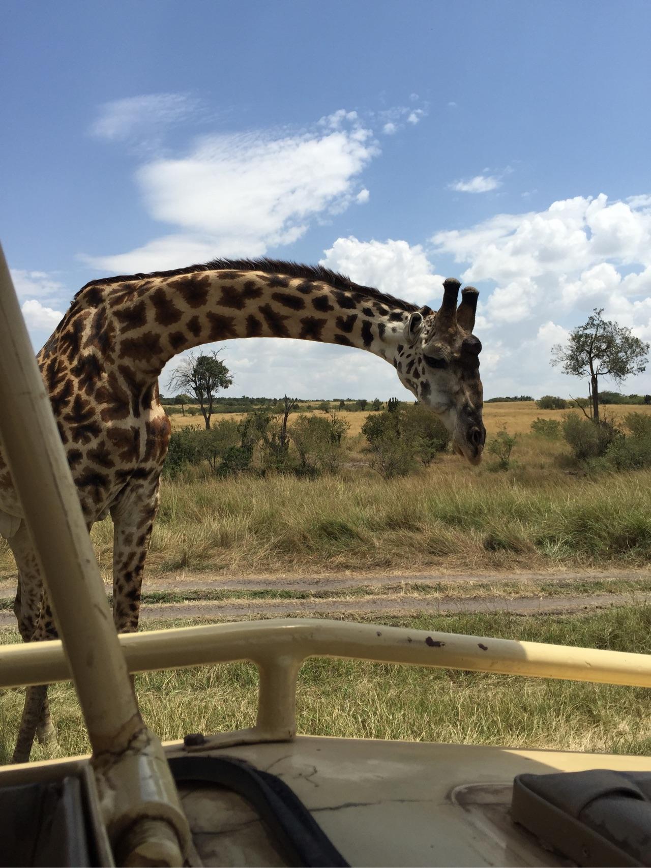 去肯尼亚旅行是一种什么体验?