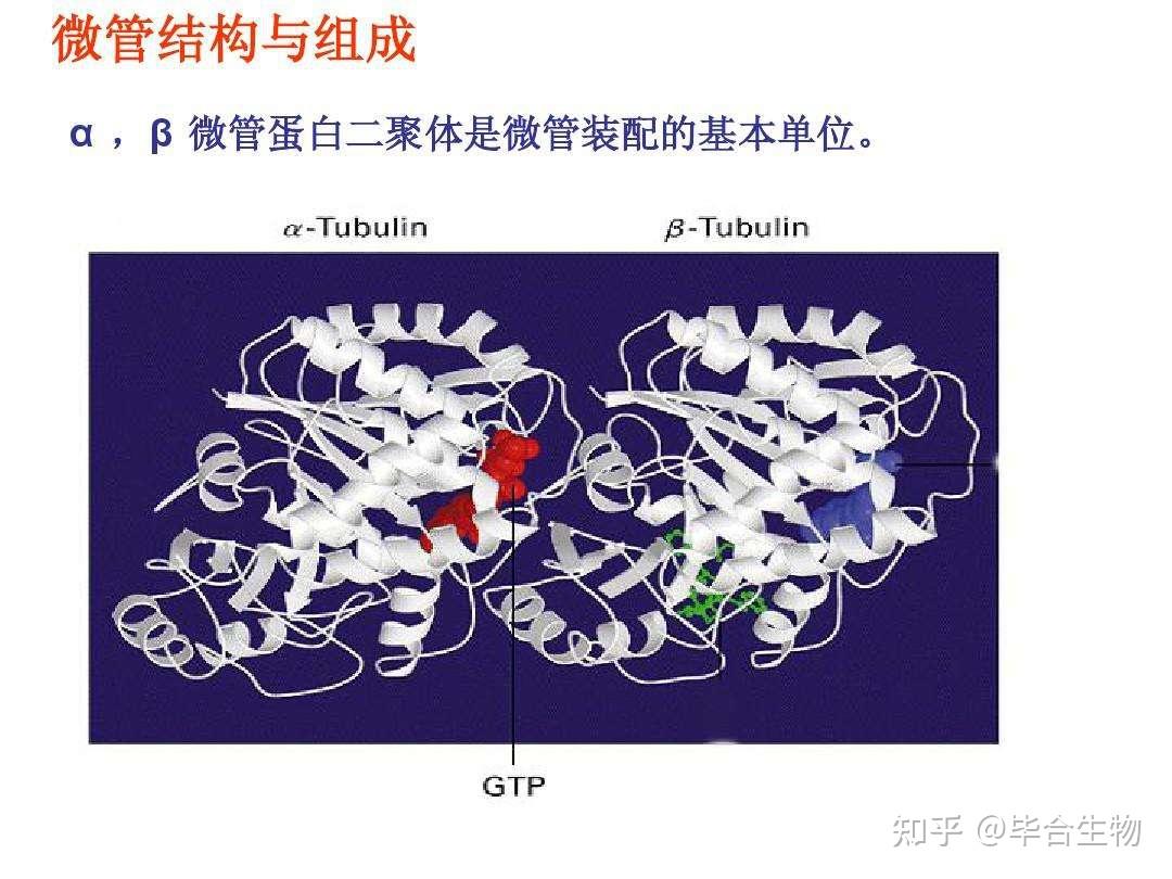 关于微管蛋白的简介 - 知乎