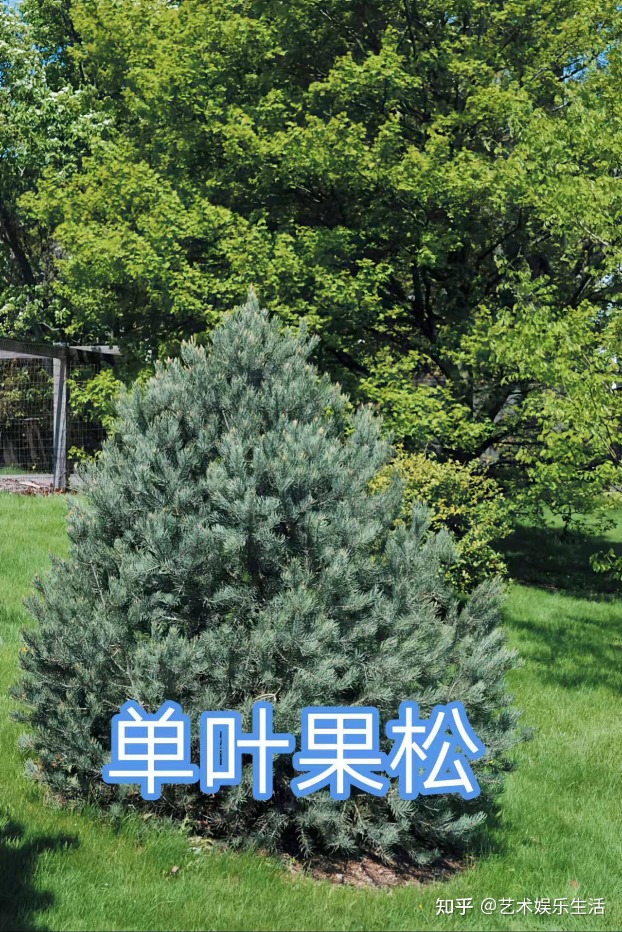 215种松科植物,最长寿的狐尾松已经活了4800岁 - 知乎