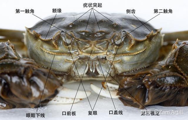 鄙视那些不懂装懂的螃蟹科普文章，我搜集大量资料写下这一篇 - 知乎