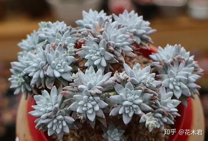 多肉植物　白菊　ダドレア　グノマ　Dudleya gnoma 1株 多肉植物 白菊 ダドレア グノマ Dudleya gnoma 1株 - メルカリ 多肉