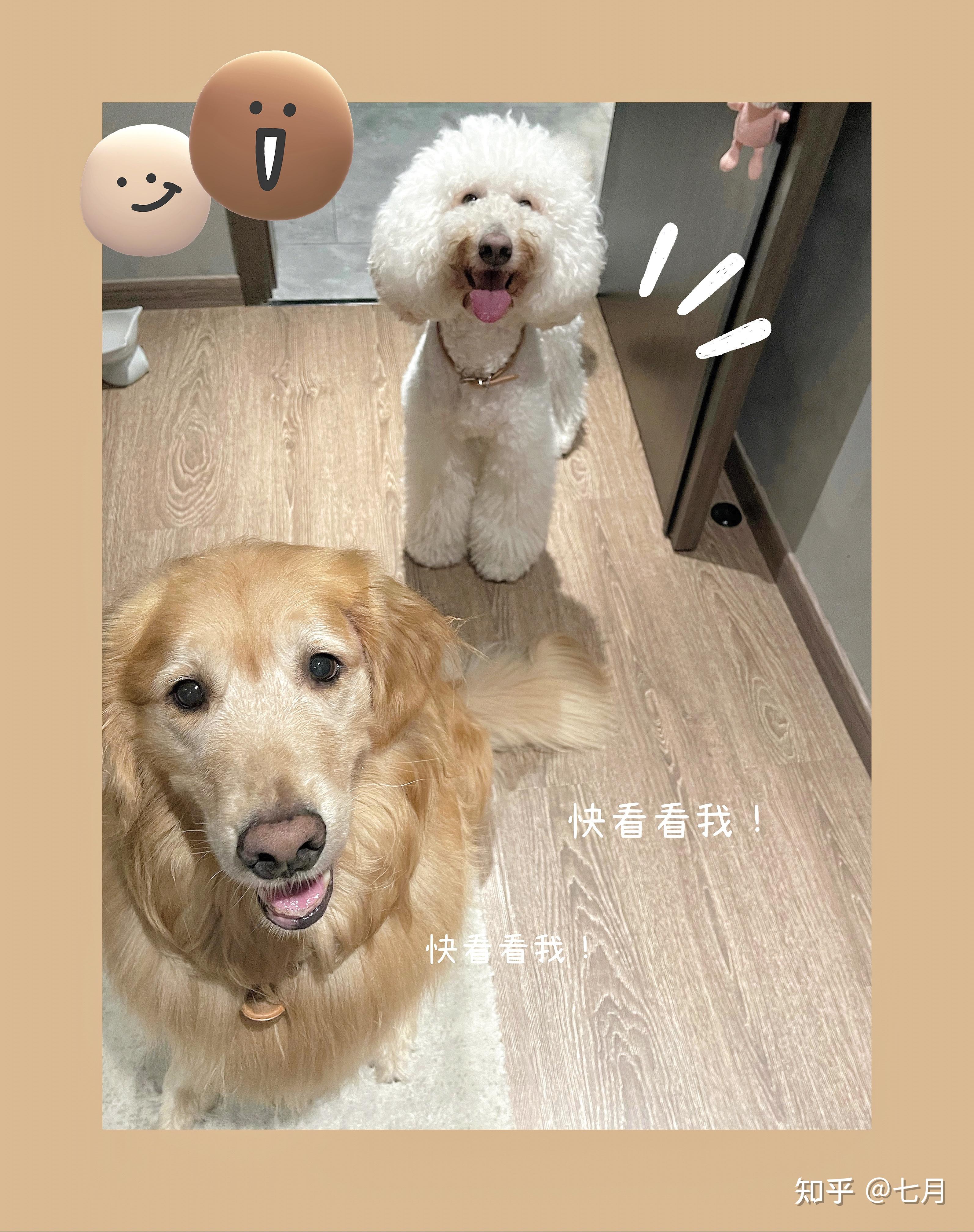 金毛和巨型贵宾犬杂交后代怎么样? - 知乎