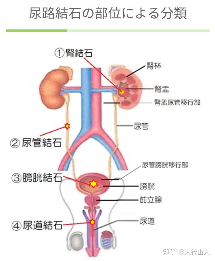 肾 位置图解图片