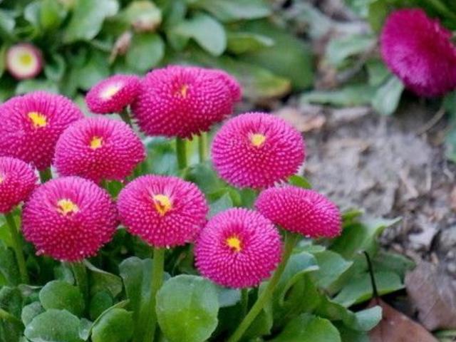 花园春天栽花就栽这5种，好看好养还开得久 - 知乎