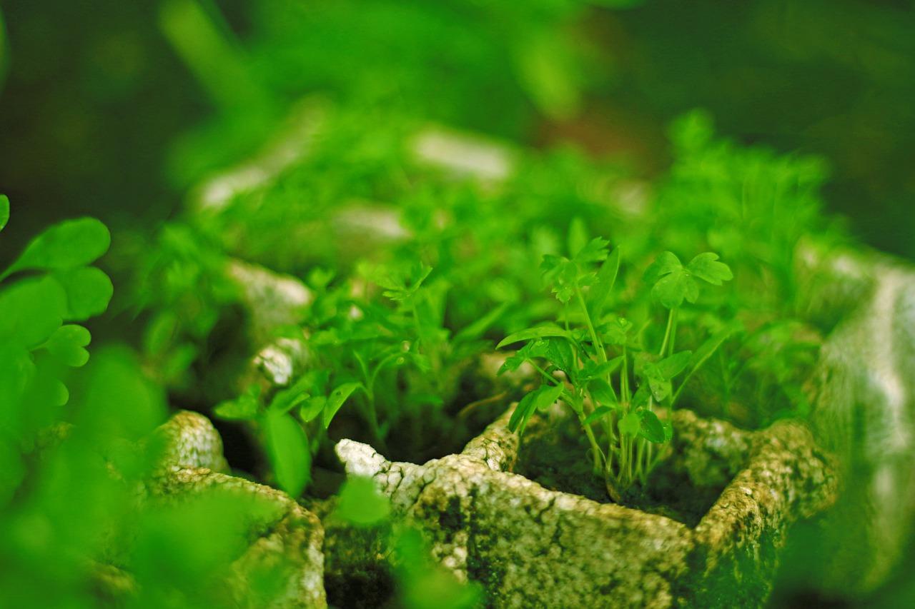 3. 肥水管理要点