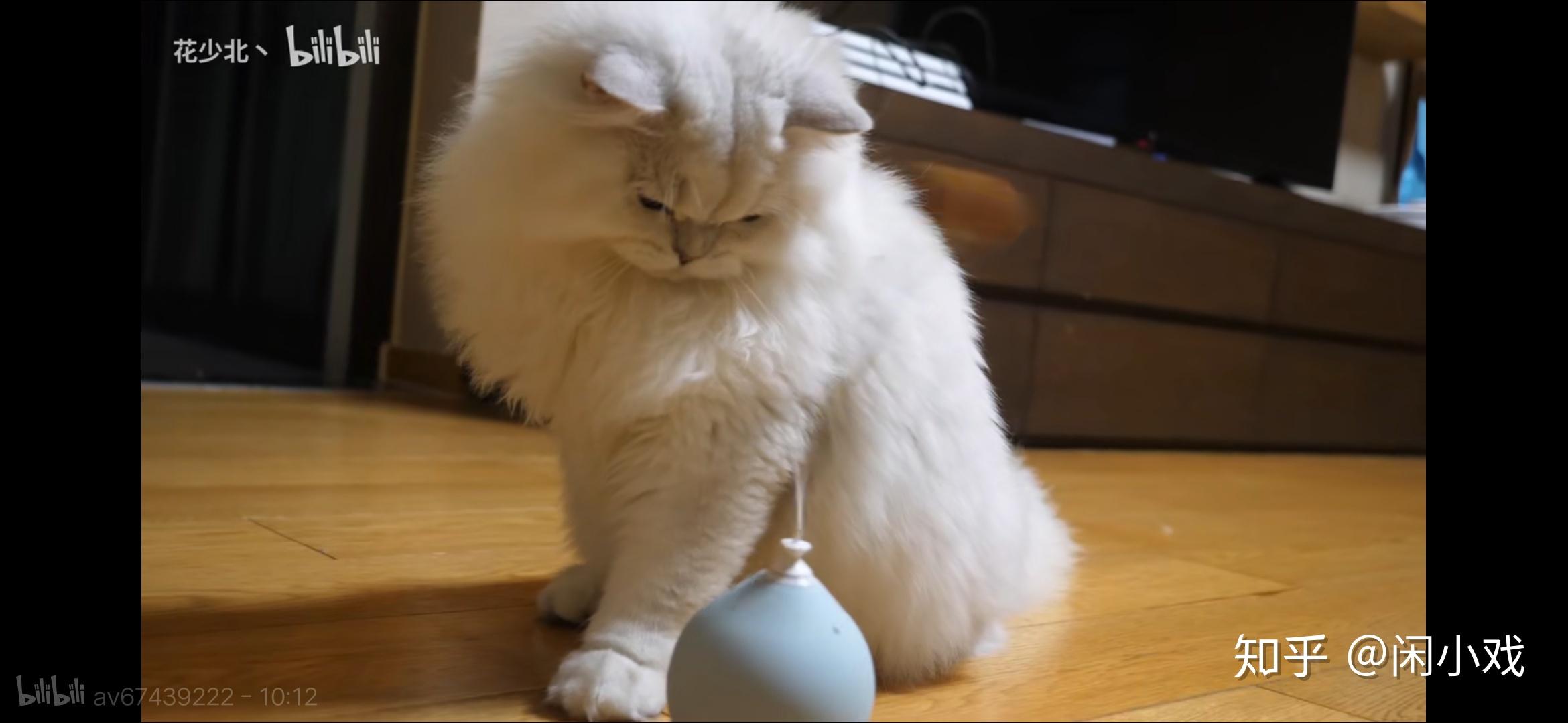 如何评价b站up主花少北的猫花生米