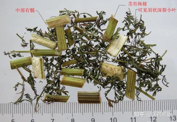 带你识别青蒿 - 知乎