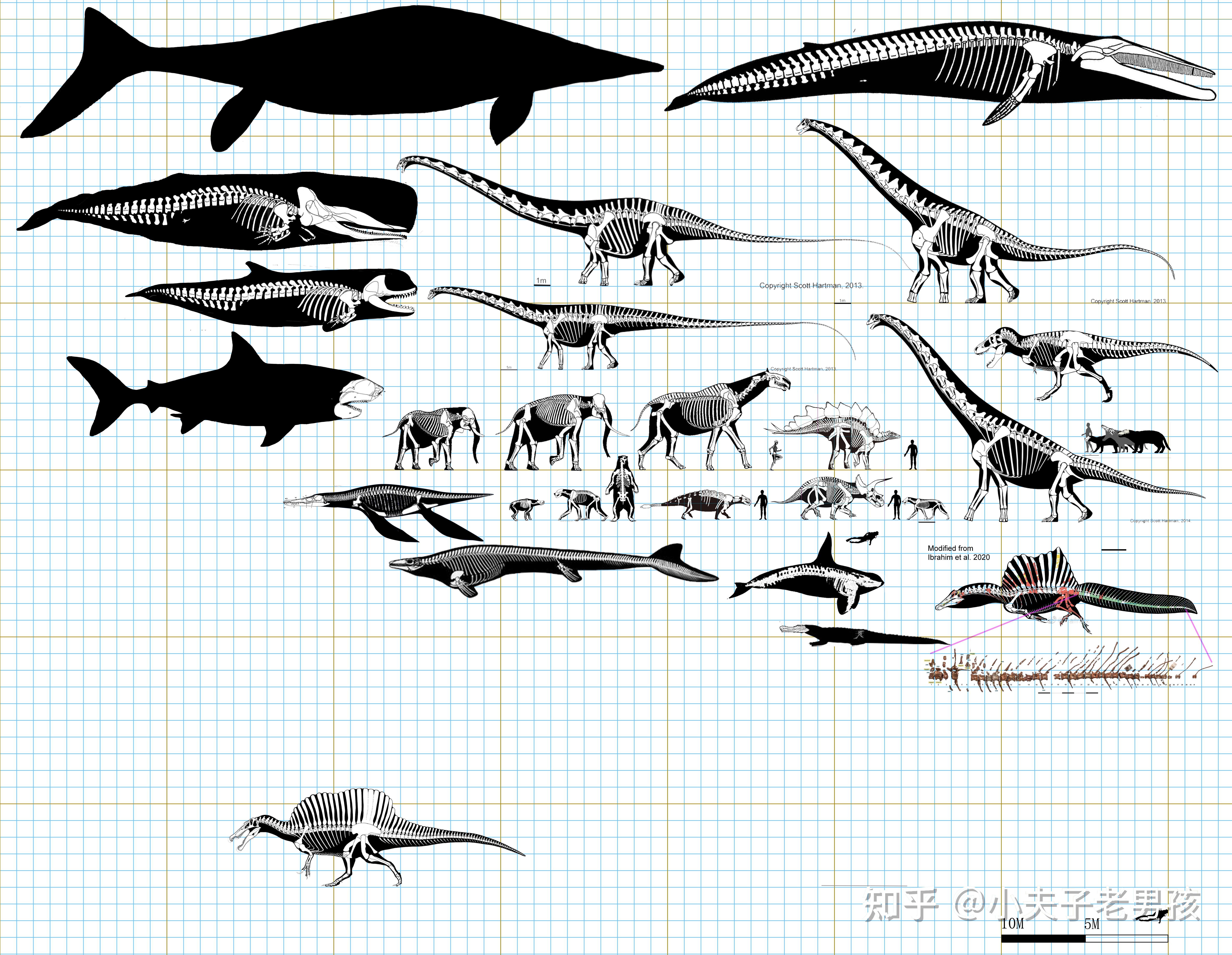 的老复原也失效了)棘龙换了新结构模型和新尺寸了,巨齿鲨让我看看这个