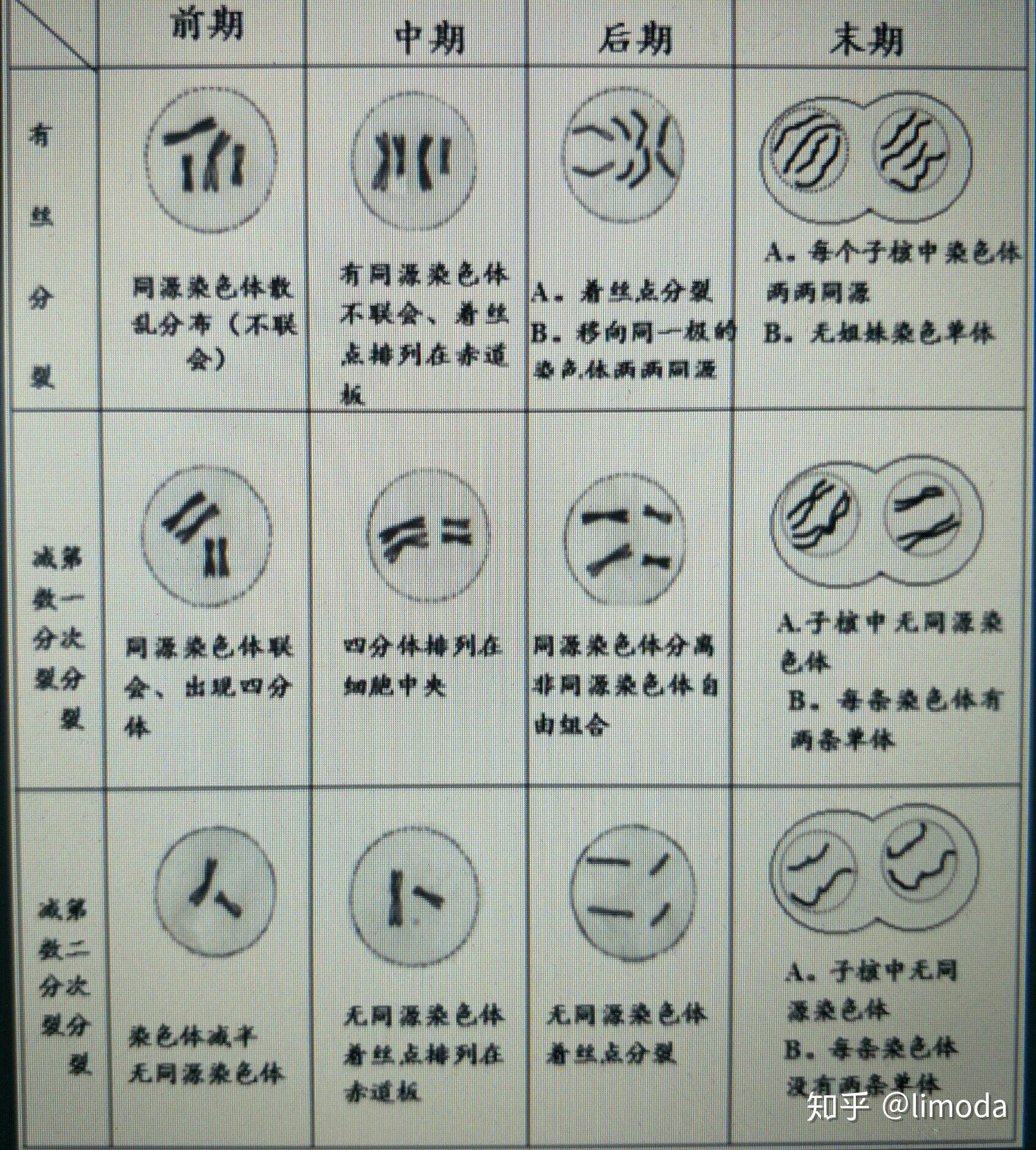 基因分离定律与自由组合定律和减数分裂中染色体行为有什么关系呢?