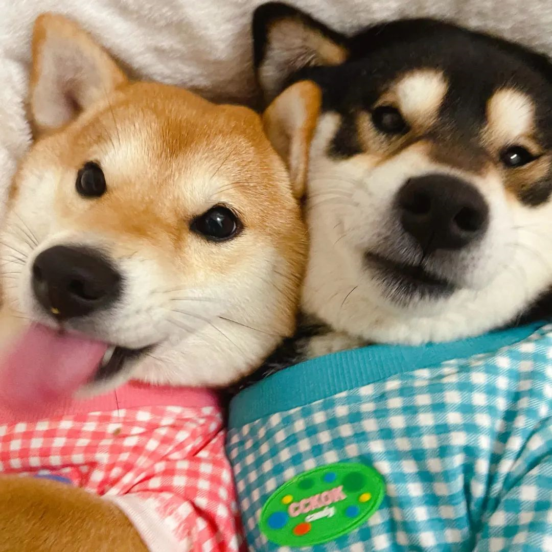 有什么猫狗的情侣头像? - 知乎