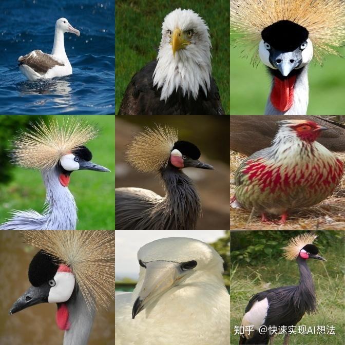 [AI达人特训营]细粒度分类——500种鸟类分类为例 - 知乎