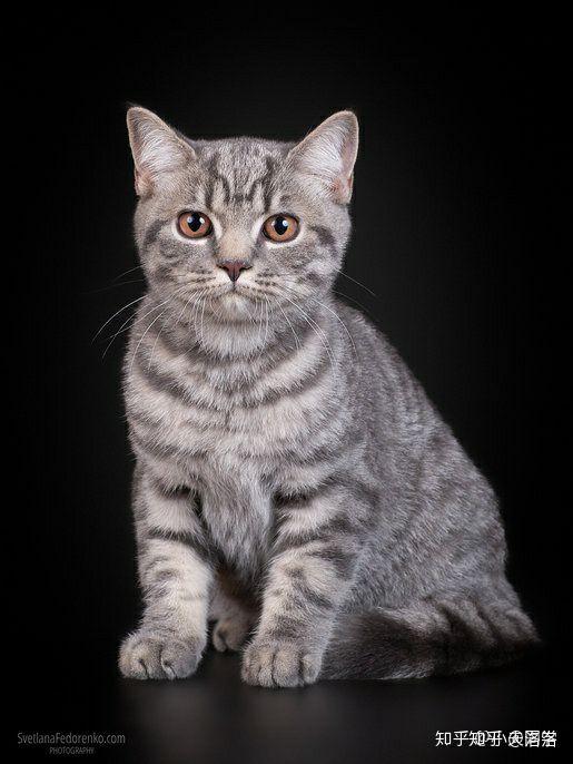 真的有英短蓝虎斑品种的猫吗?