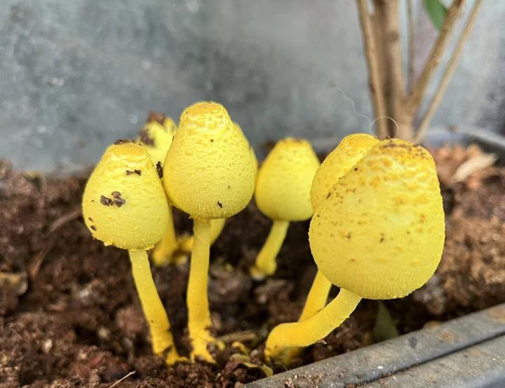 花盆里长出来黄伞伞 - 知乎