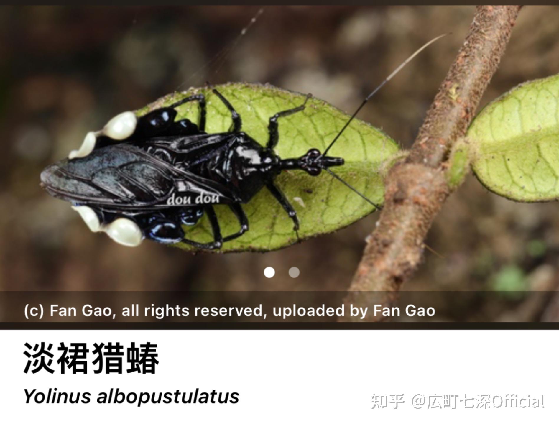 亲们这是什么昆虫有知道麻烦告诉一下名字