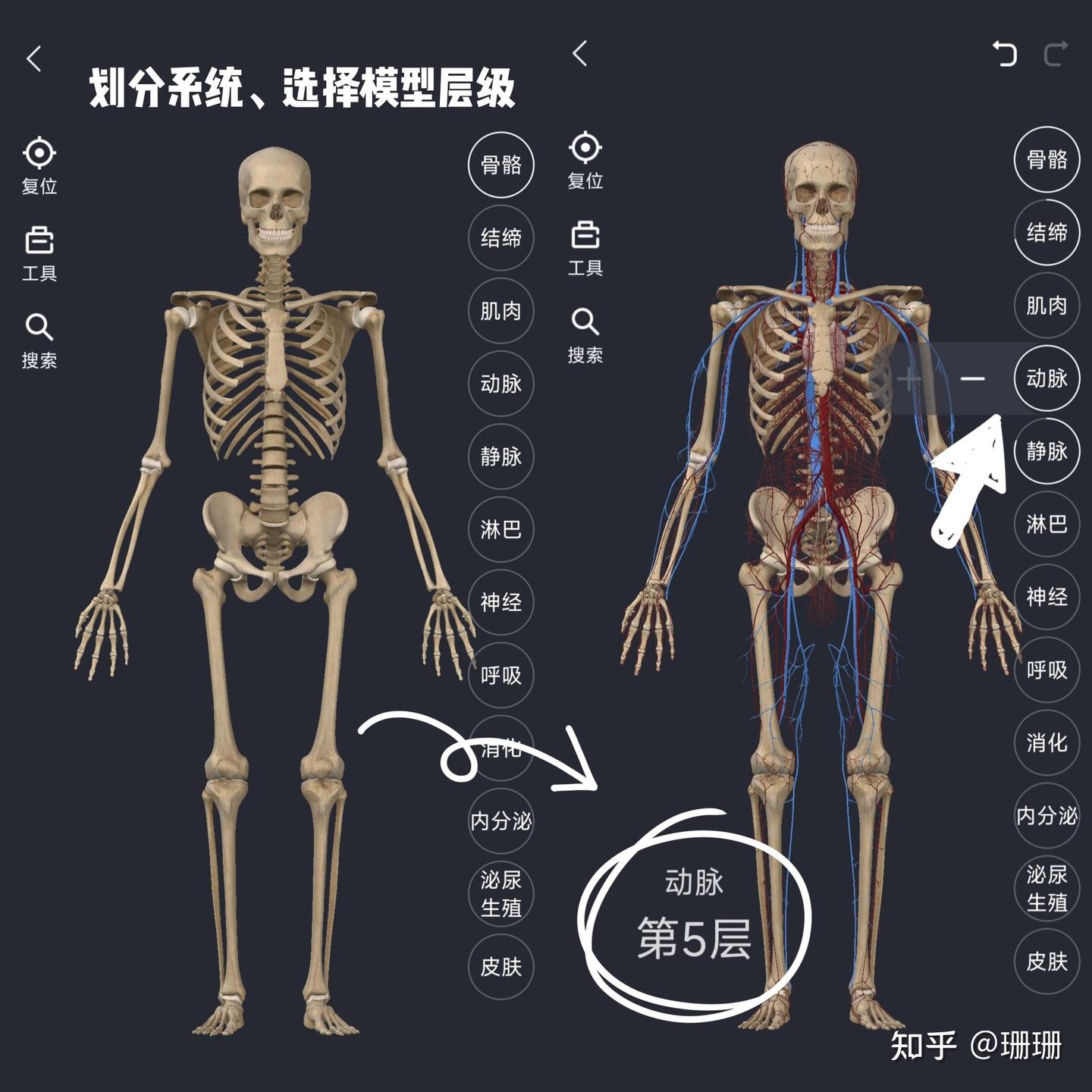 有什么好用的解剖软件？ - 知乎