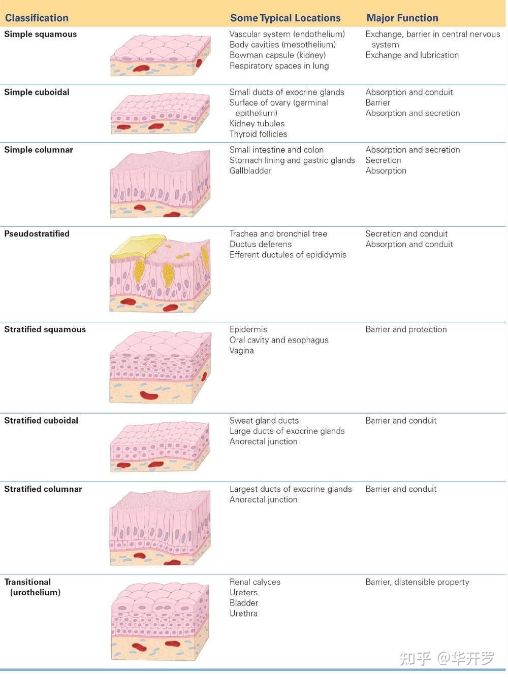 EPITHELIAL TISSUE 上皮组织 - 知乎