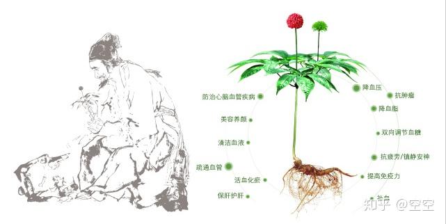 三七和田七的区别，原来是这样的！ - 知乎
