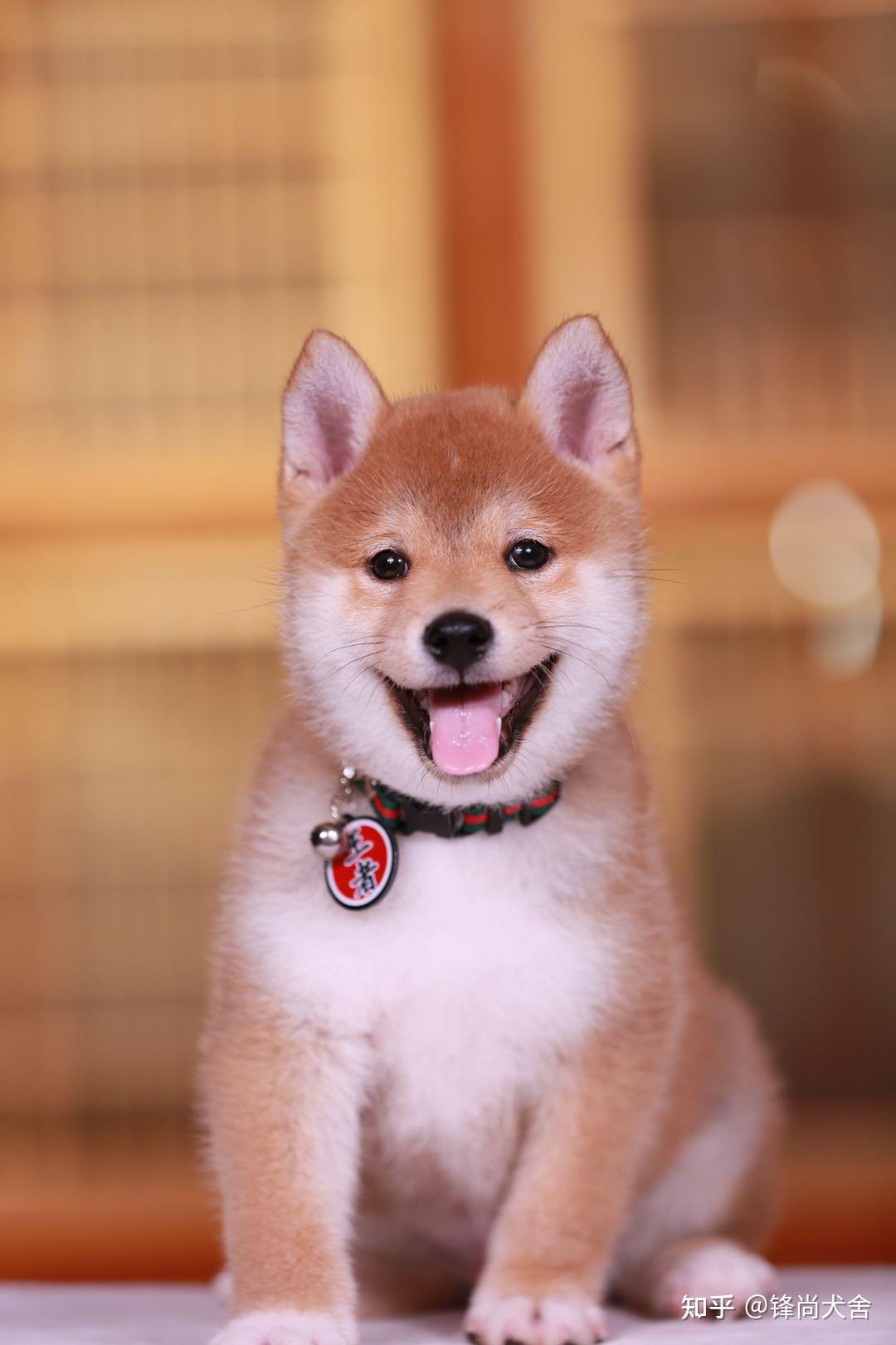 柴犬幼崽多少钱一只