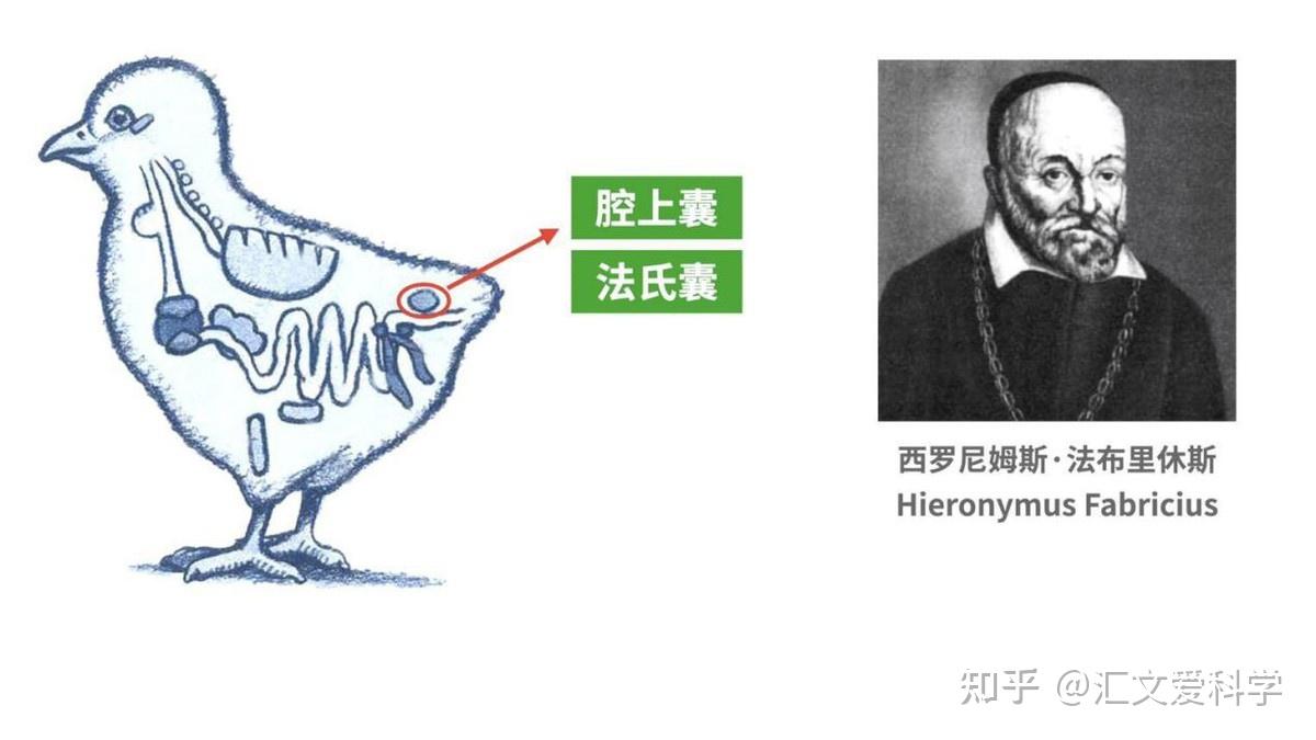 日本人把它当美食,中国人却说它会致癌,鸡屁股到底能不能吃? - 知乎