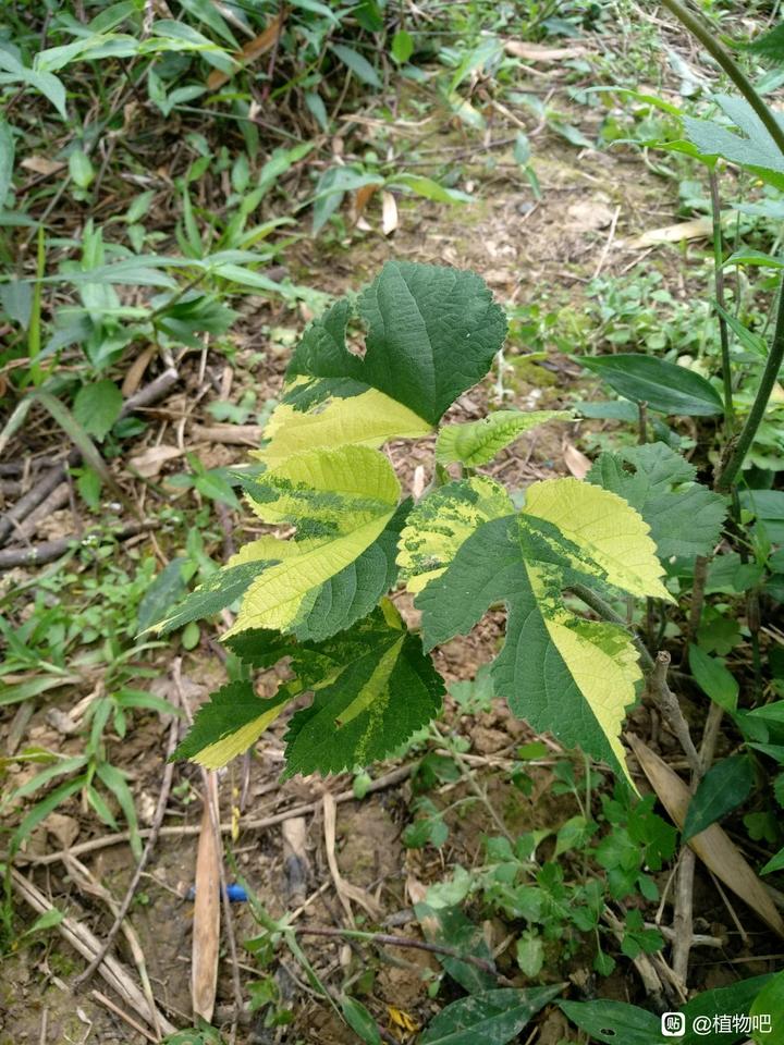 构树,自远古存在的”妖树“【植物】 - 知乎