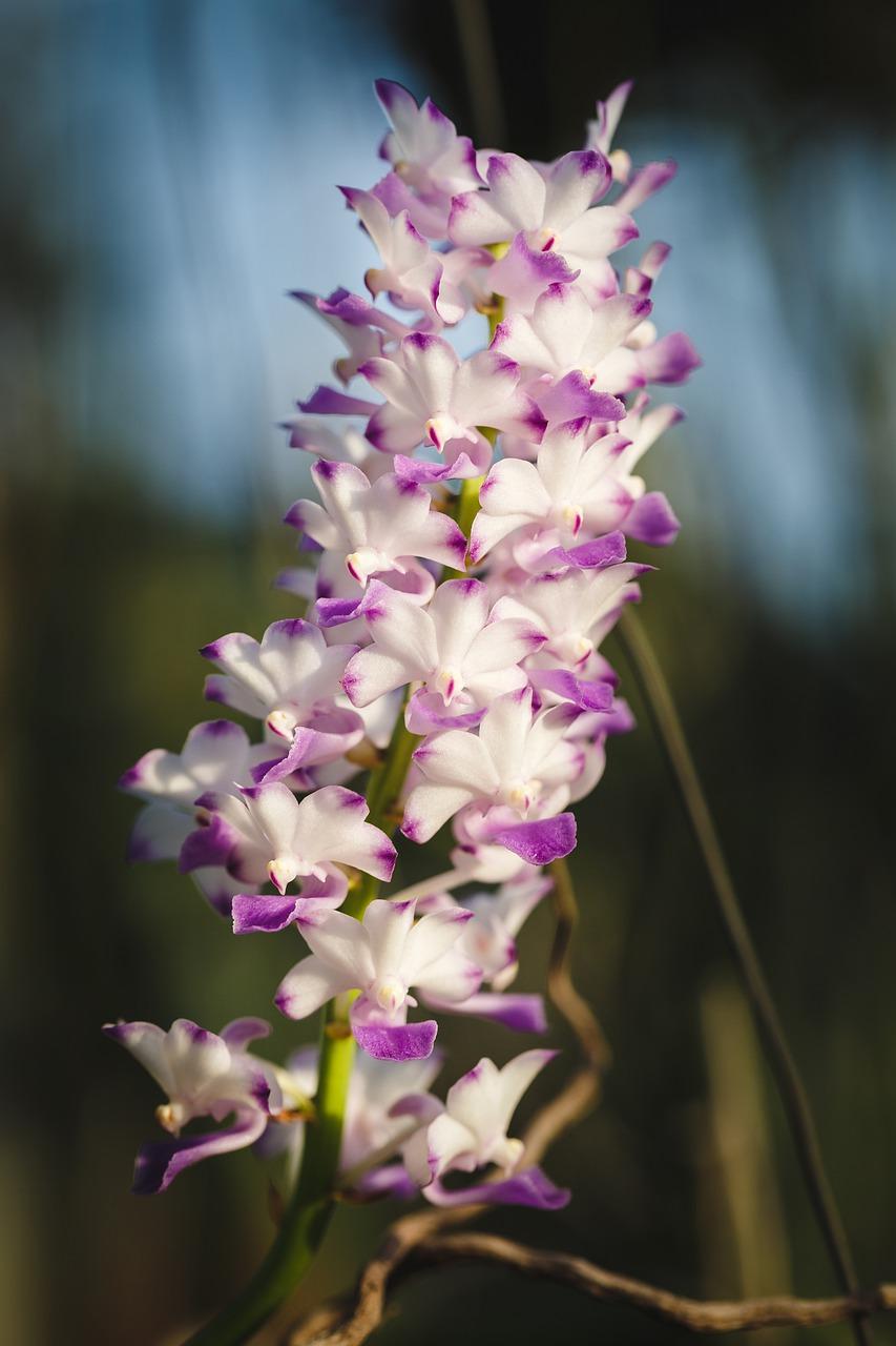 4. 繁花似锦兰花景