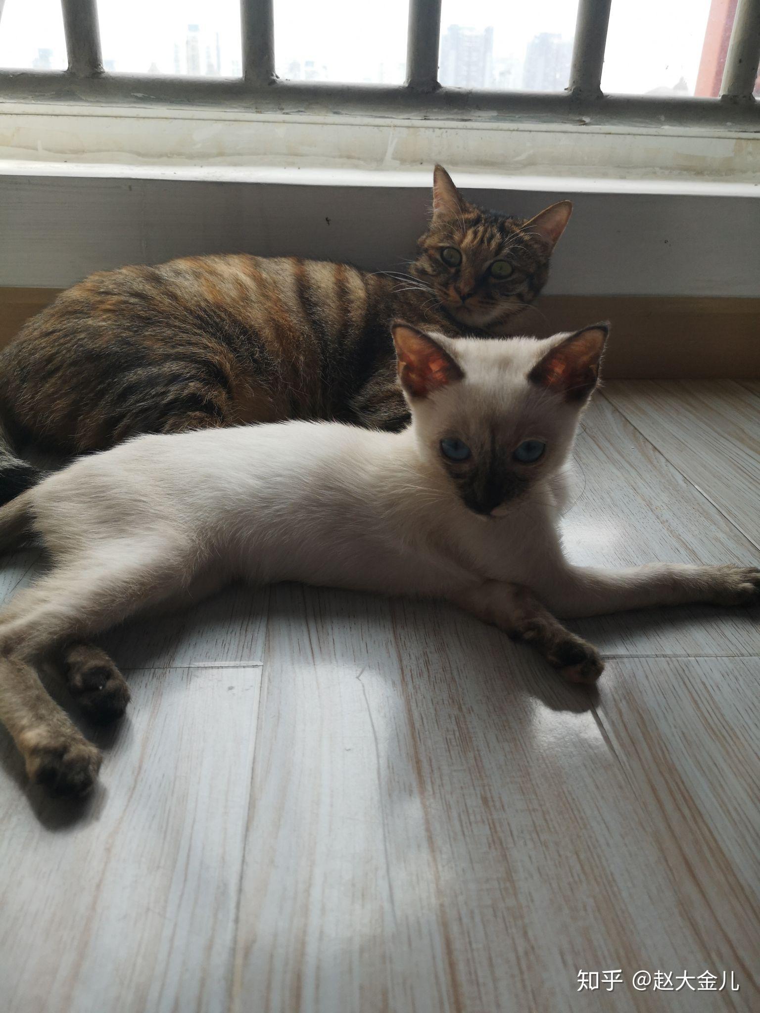 狸花猫和暹罗猫哪个好养