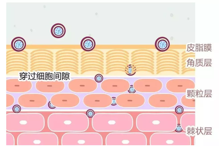 皮肤屏障的功能是什么？ - 知乎
