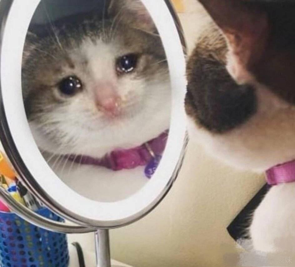 有没有流泪猫猫头的表情包太可爱了