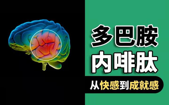 多巴胺对人体有多重要? - 知乎