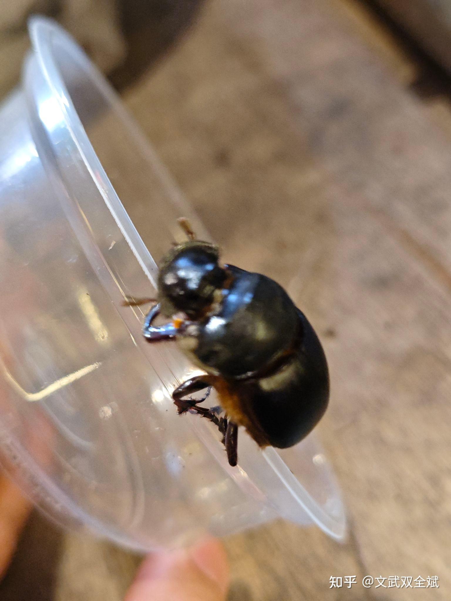 这种黑甲虫叫什么