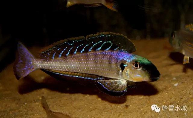 坦湖底栖鱼类图鉴大全