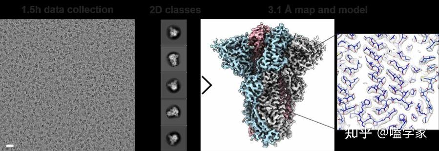 「刺突」是指什么, 科学家们研制其蛋白结构有哪些作用与意义? - 知乎