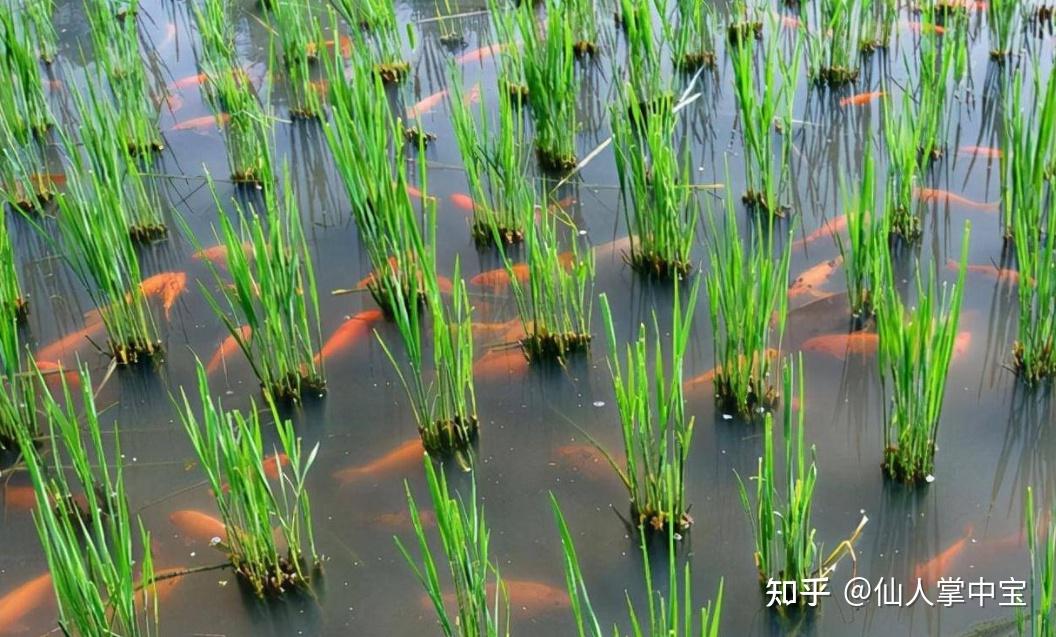 亩产2000斤，高2米，还能养鱼的巨型水稻，为何没有广泛推广？ - 知乎