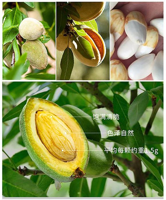 安阳巴旦木树苗多少钱一棵？怎么选择好的巴旦木苗木品种？ - 知乎