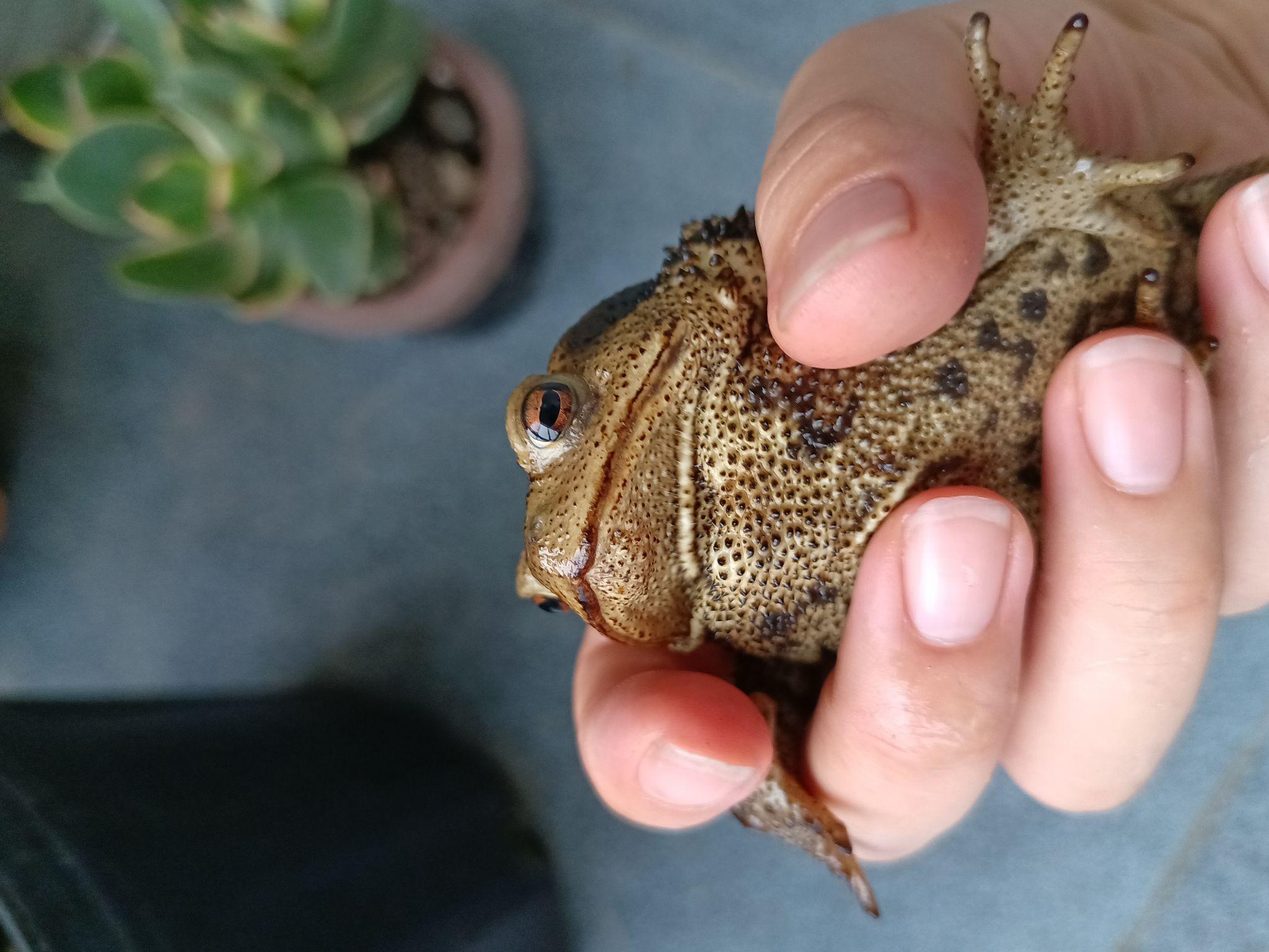 癞蛤蟆真的可爱,特别是两个眼睛,水汪汪的,还有可爱的小爪子这么可爱