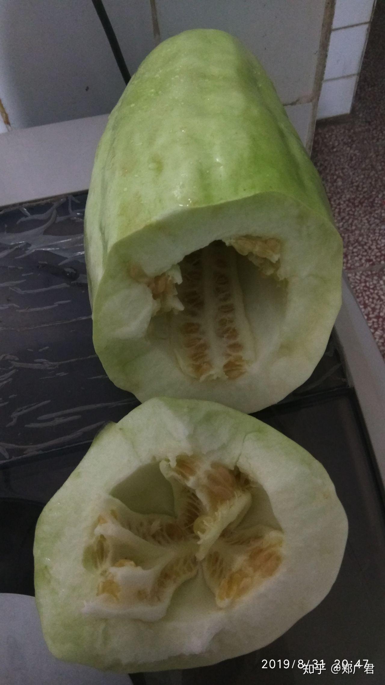 南方所说的骚瓜读音学名是什么