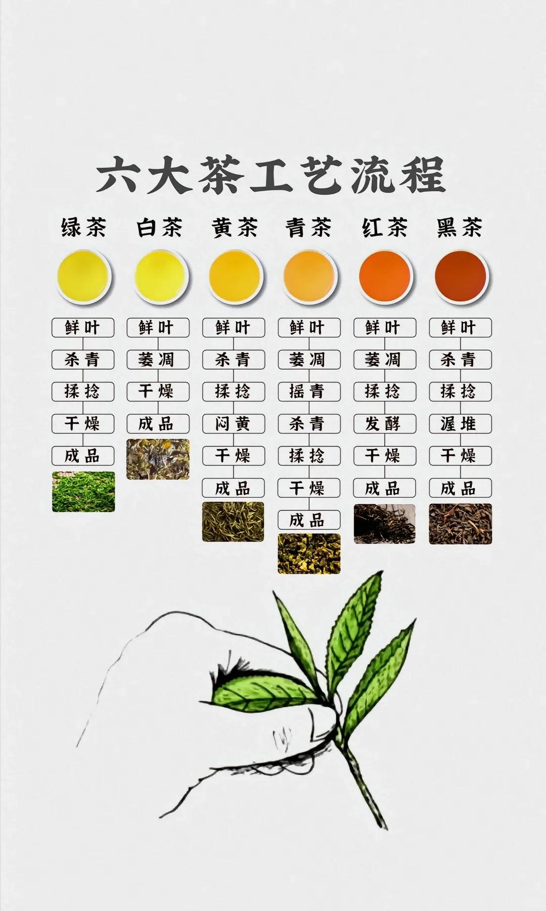 六大名山茶图片