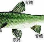 鳍式 - 知乎