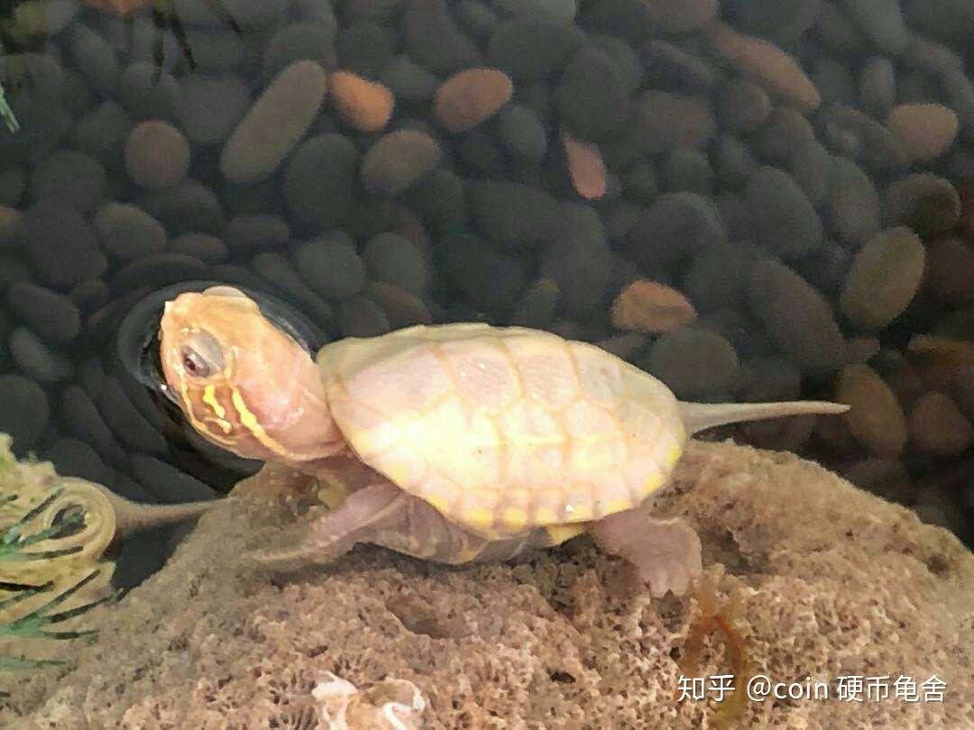 这个是黄化草龟吗? - 知乎