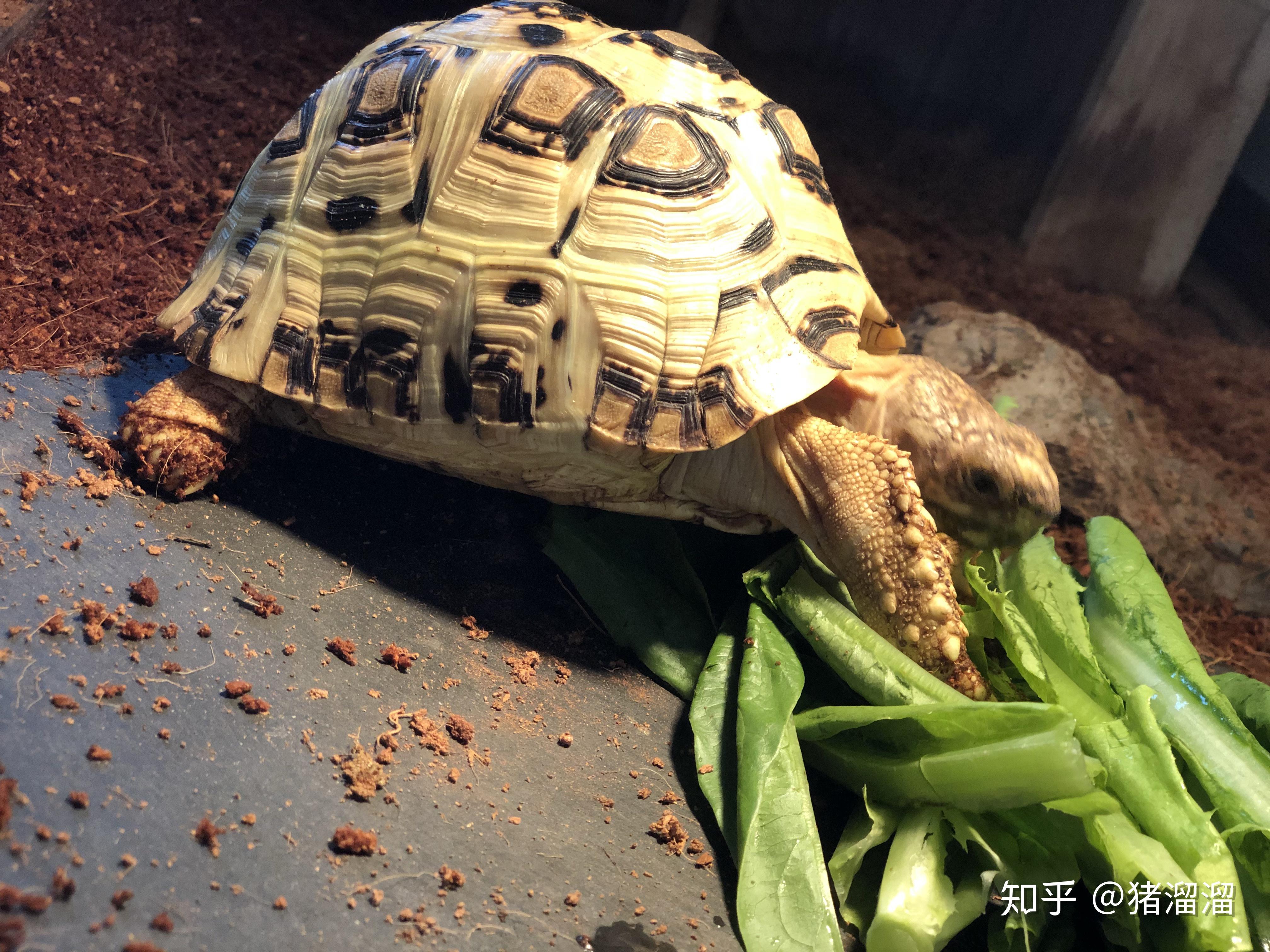 陆龟辐射龟爱吃什么? 