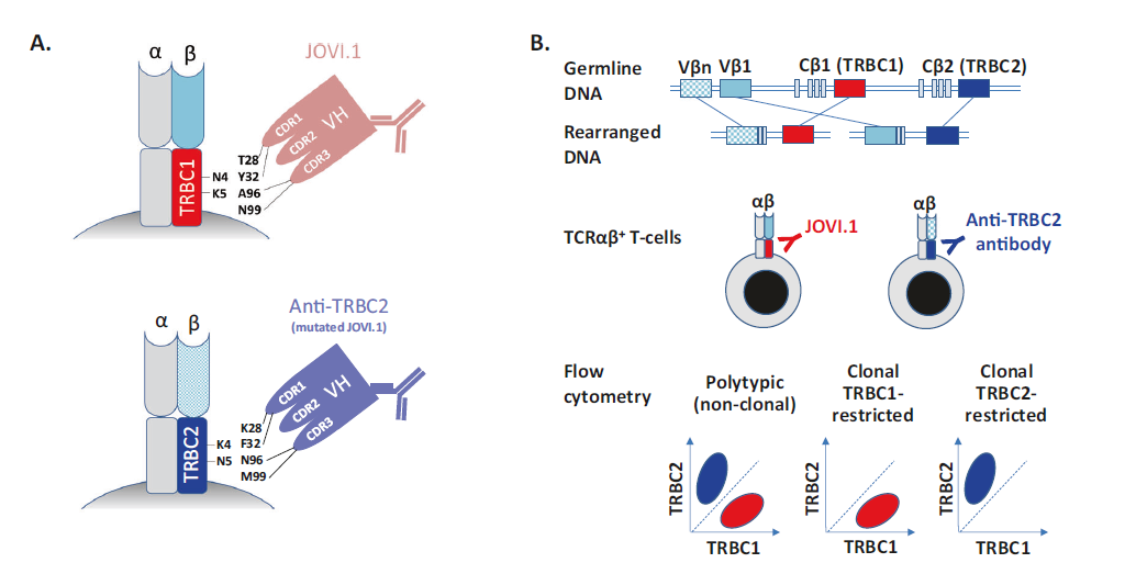 T5 Rbc TRBC1 & TRBC2新品上市!更简单高效评估T细胞克隆性的新方法 - 知乎