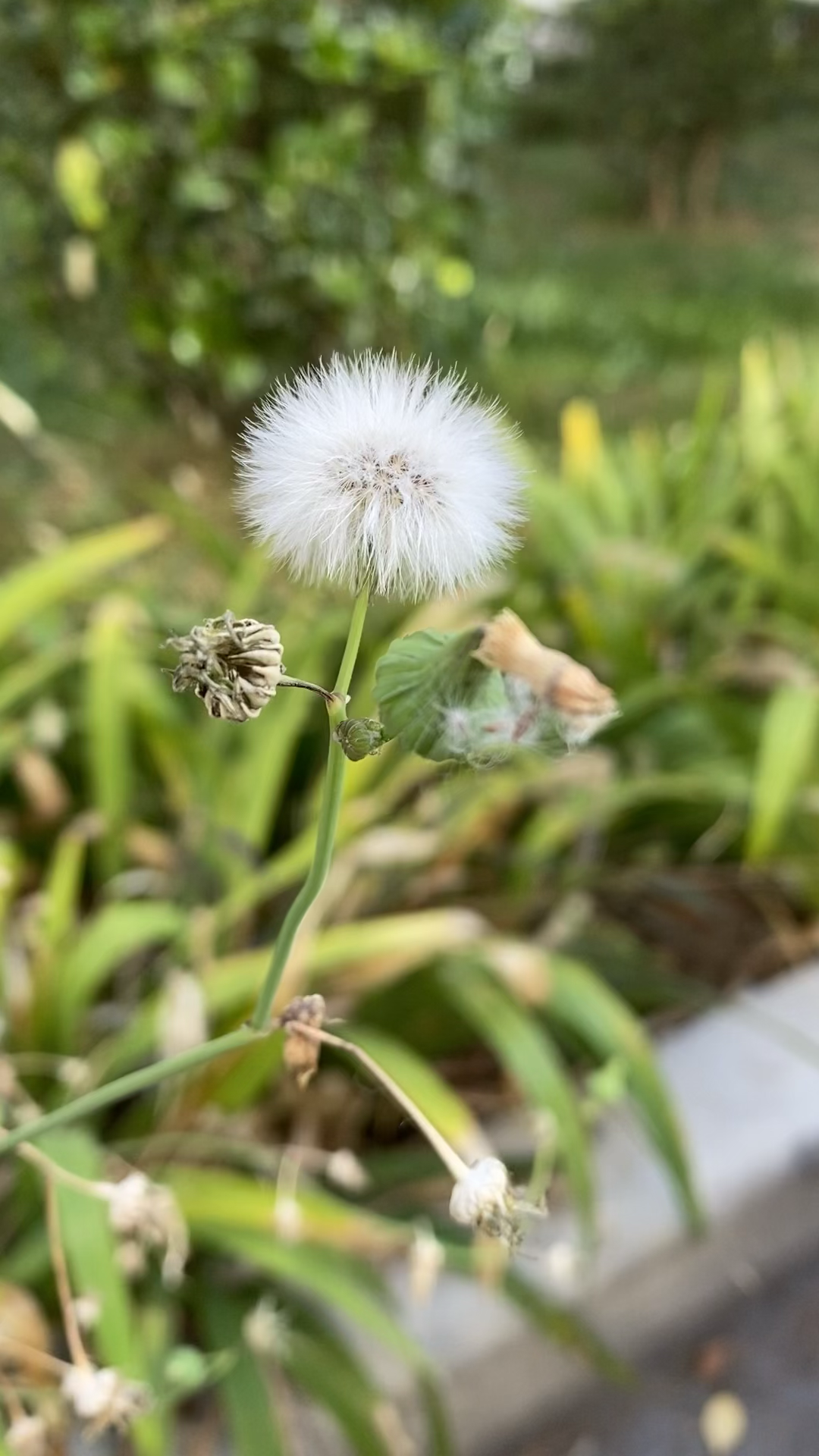 路边小花小草图片图片