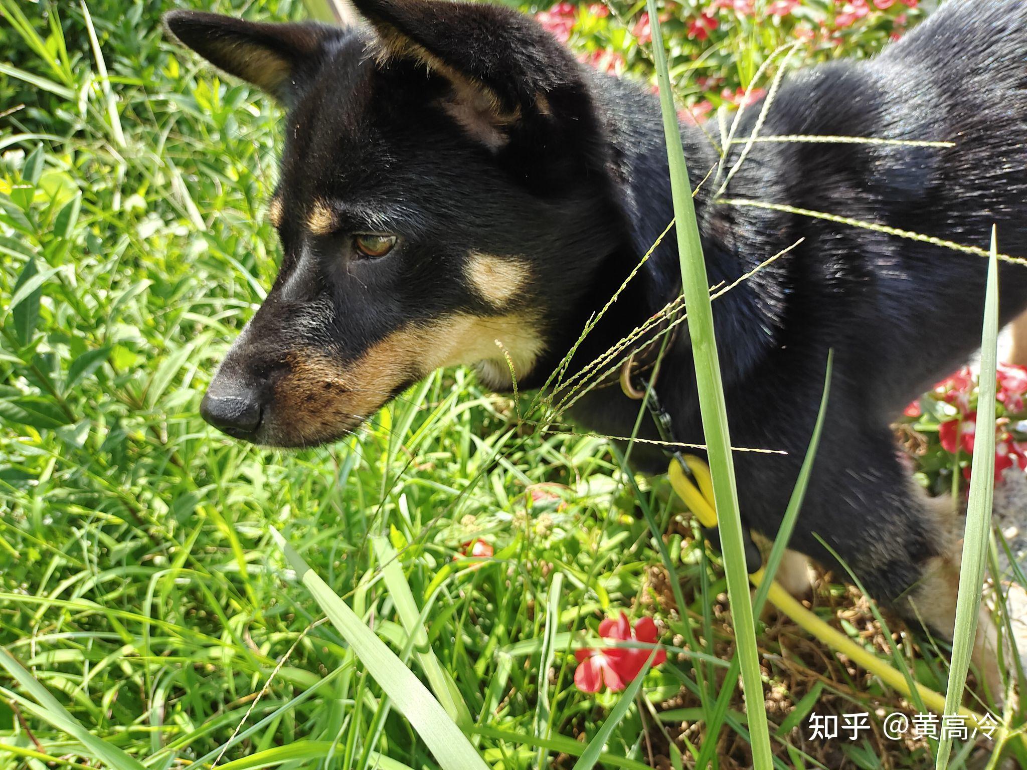 如何挑选四眼铁包金铁包银田园犬？ - 知乎