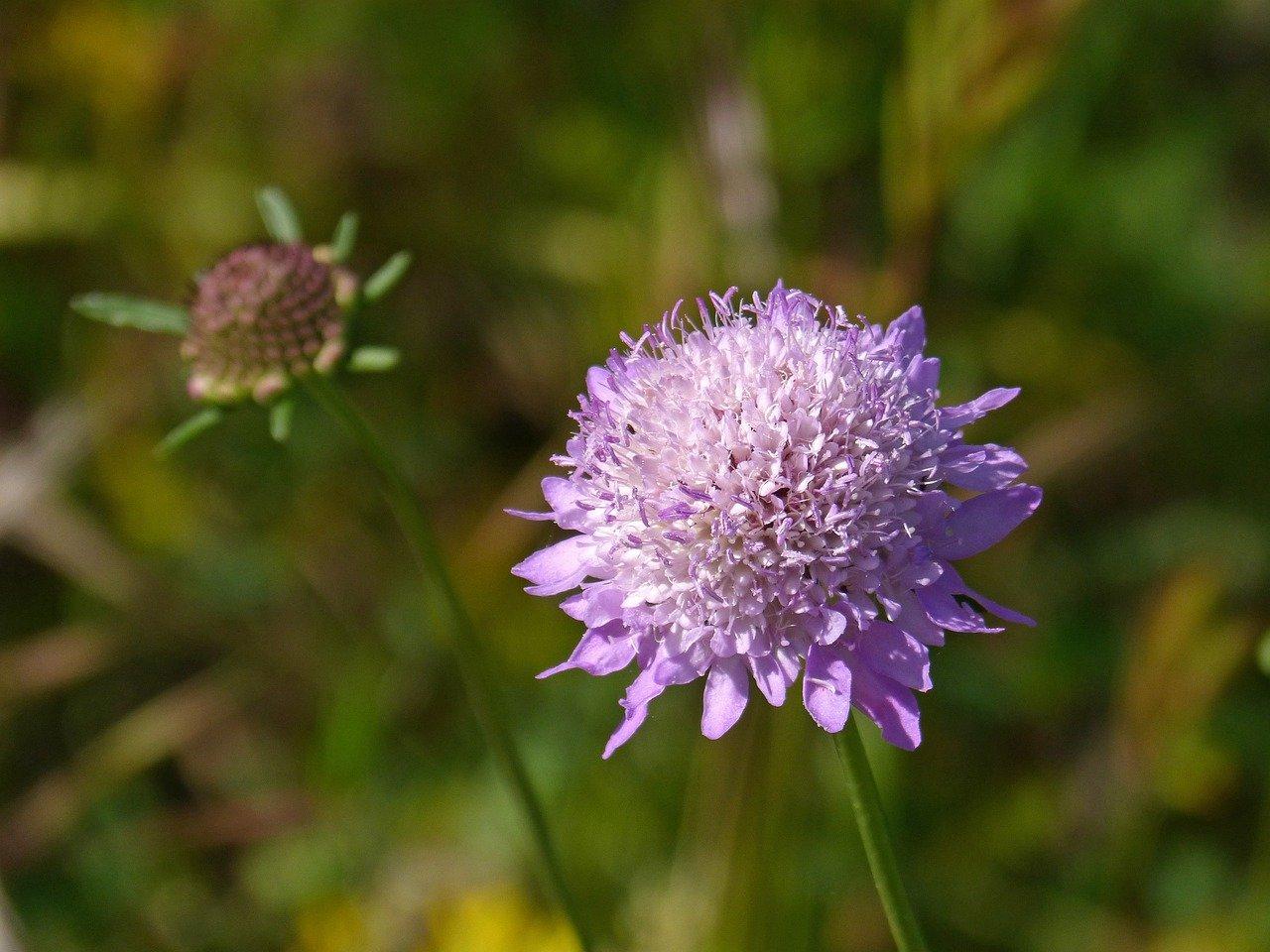 黄金菊如何种植