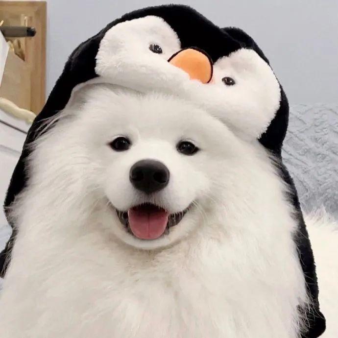 有什么沙雕但very可爱的头像呀