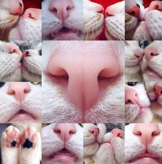 猫猫的裂唇不仅萌,还有特异功能~~阔怕!! - 知乎