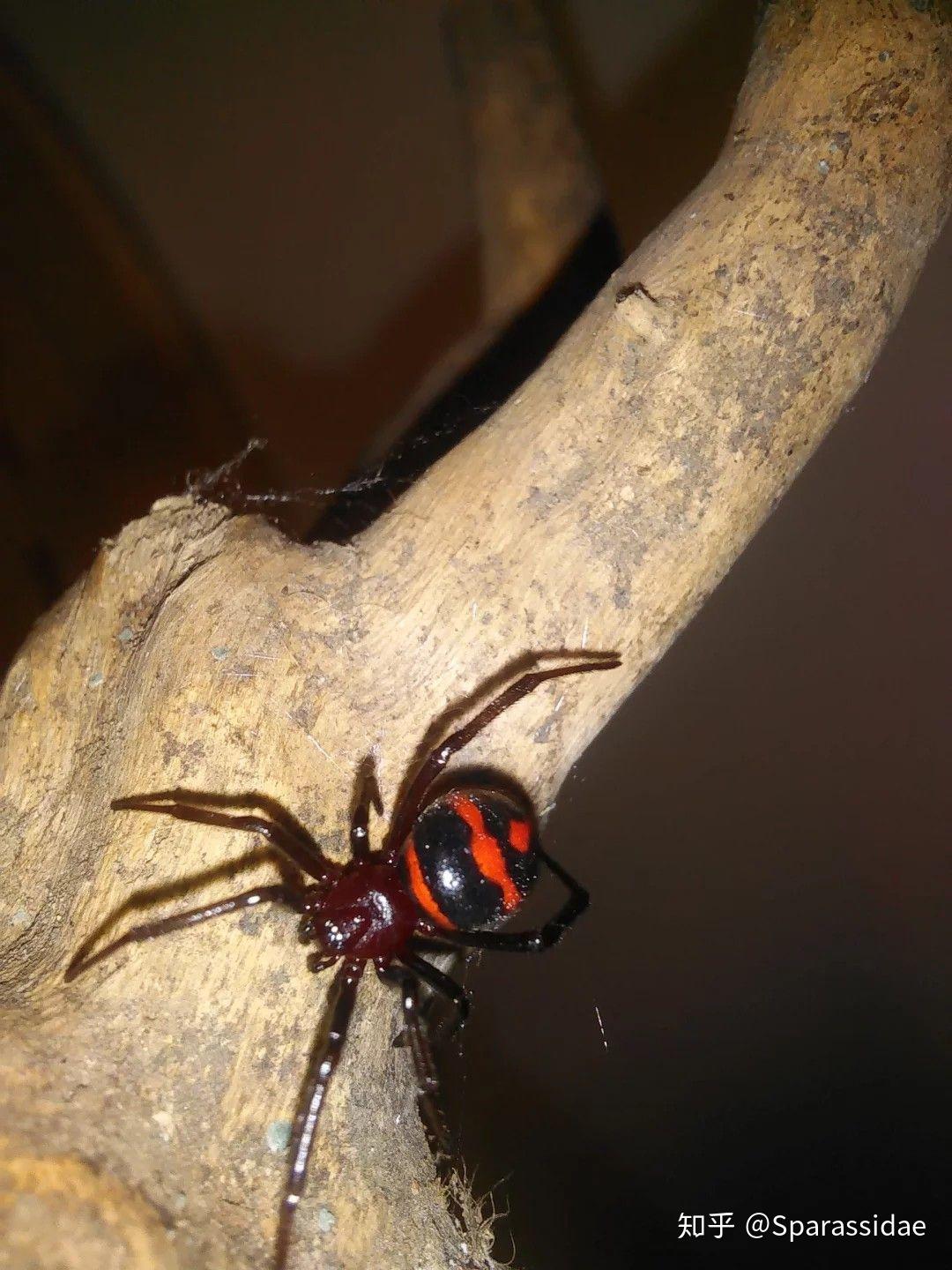 球蛛科中的寇蛛属和肥腹蛛属的区别在那里,如何区分二者? - 知乎