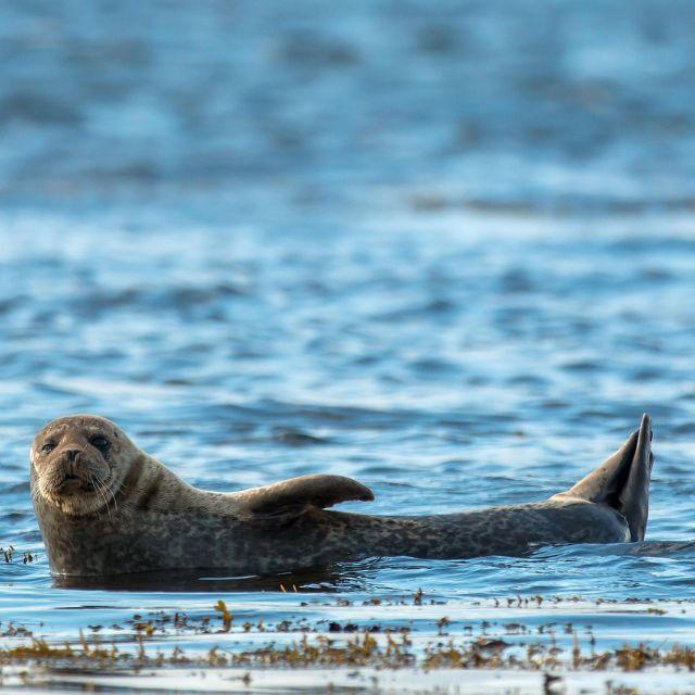 海豹是怎么做到憋口气在海里睡觉的？