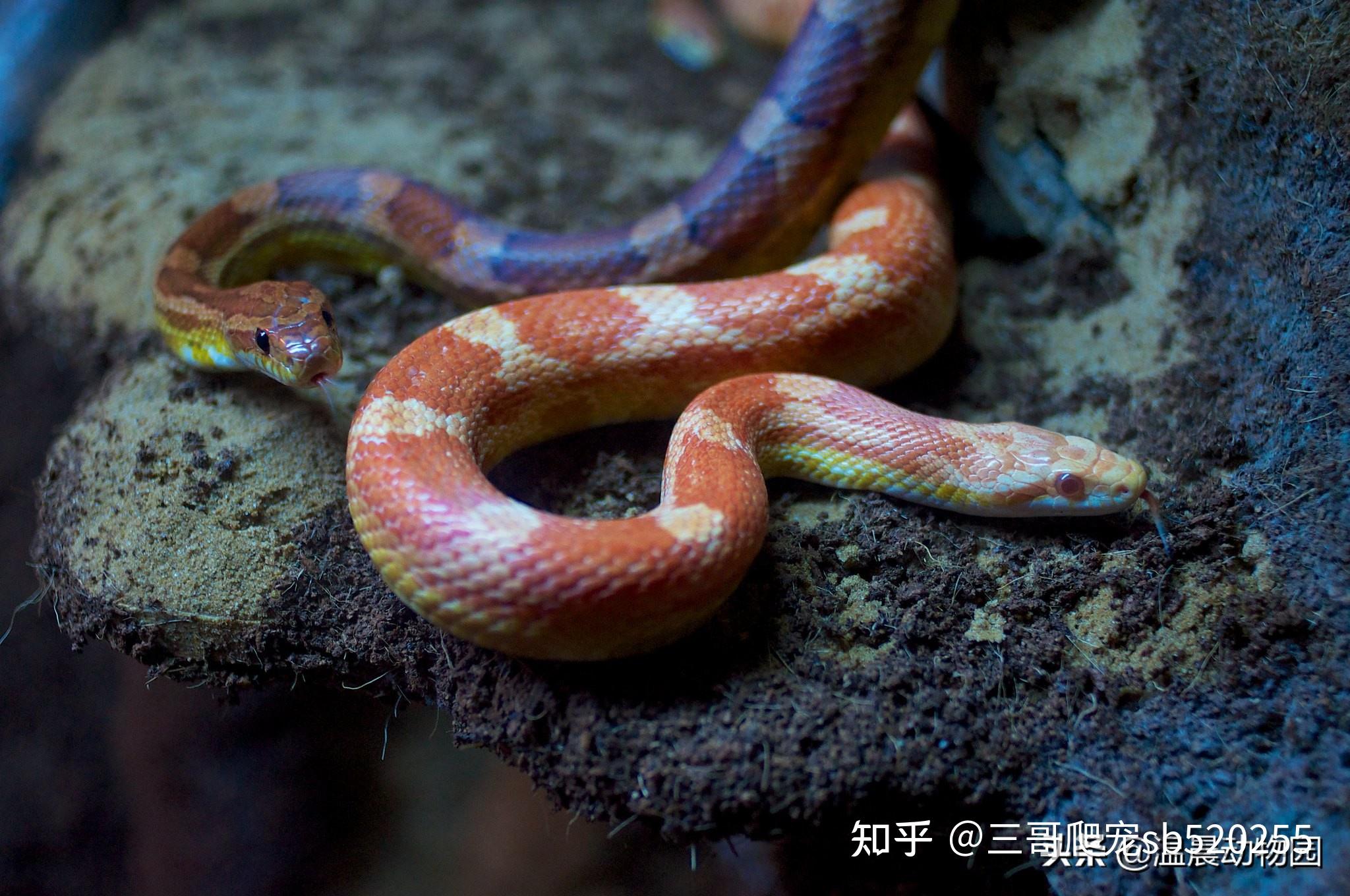 宠物蛇排泄物是这样的健康吗